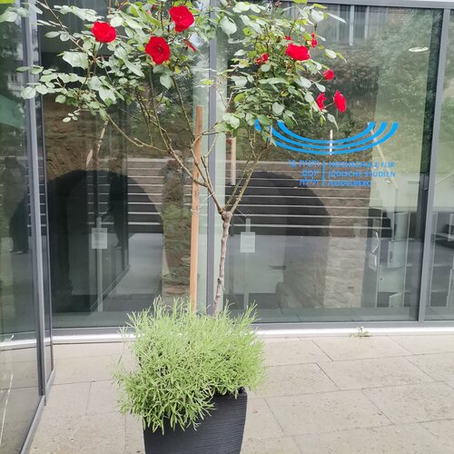 Rosenbäumchen vor der Hochschule Rose vor der HfJS Heidelberg