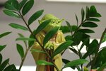 Yoda in Pflanzen